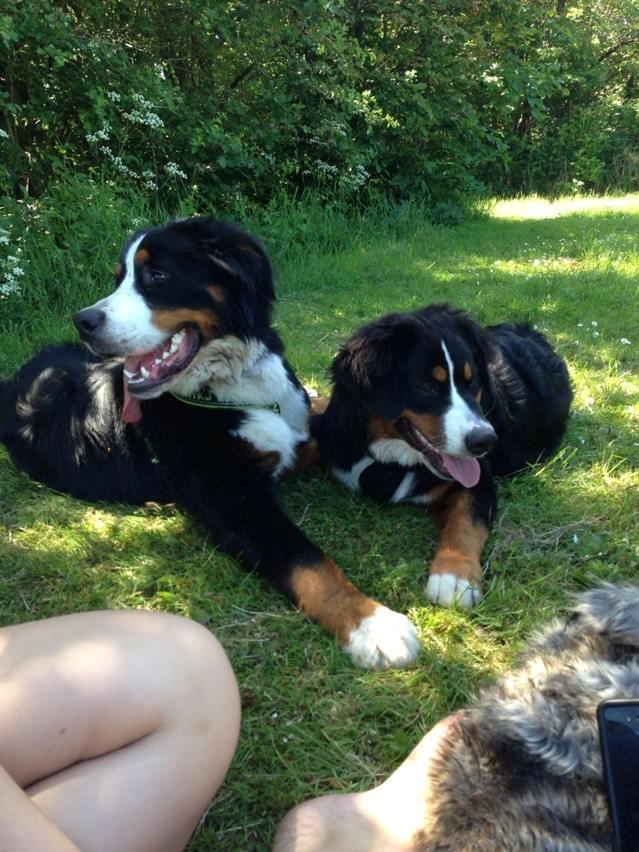 Berner sennenhund Amy billede 17