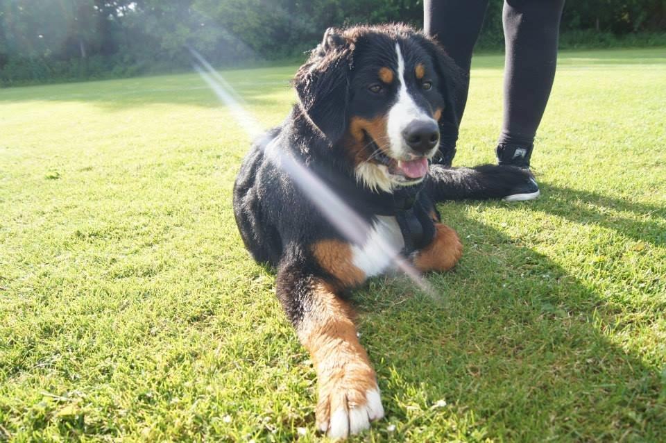 Berner sennenhund Amy billede 15