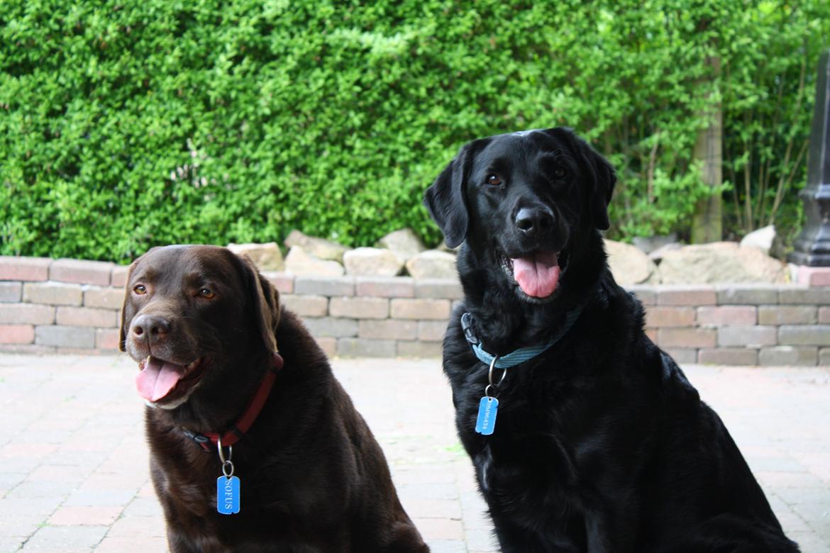 Blanding af racer >Vaks< min dreng<3 billede 14