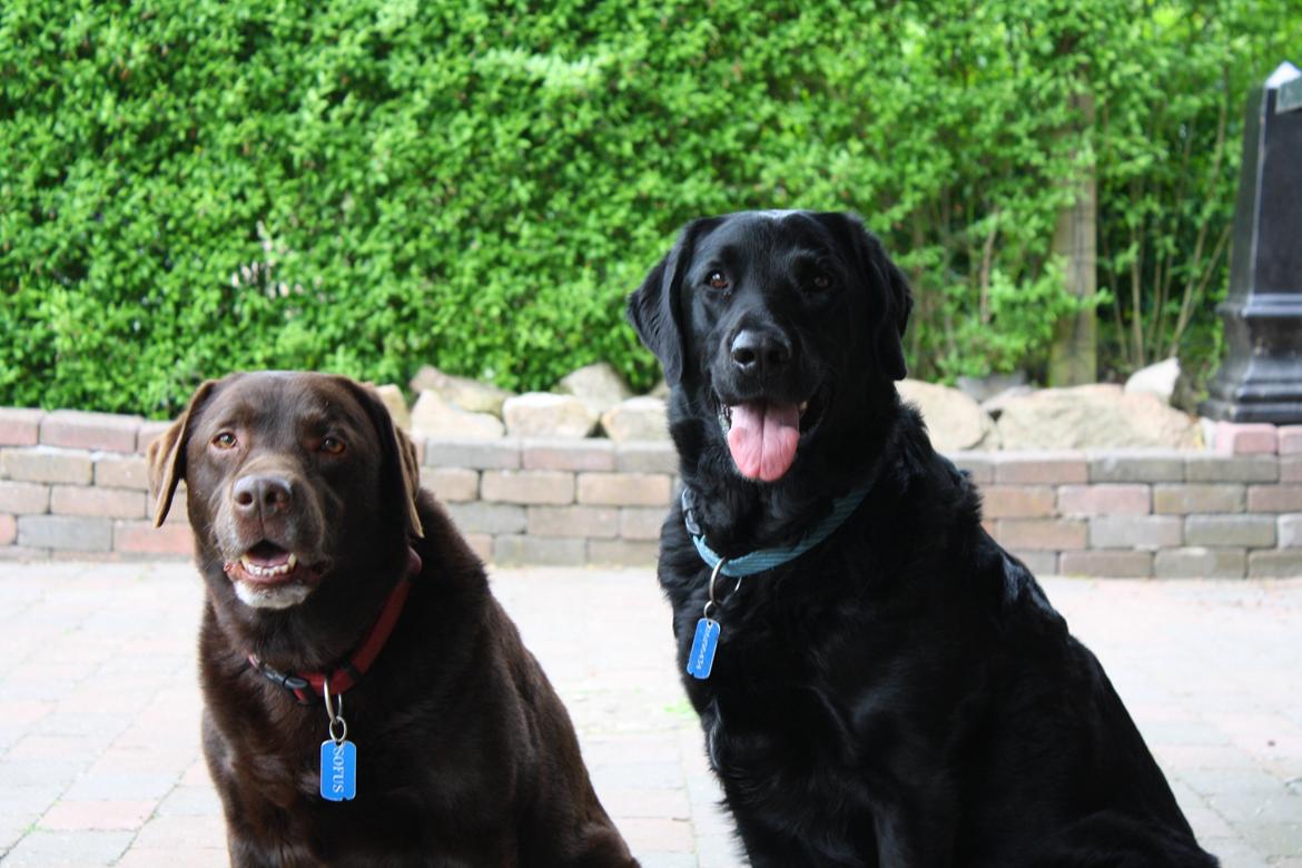 Blanding af racer >Vaks< min dreng<3 billede 15