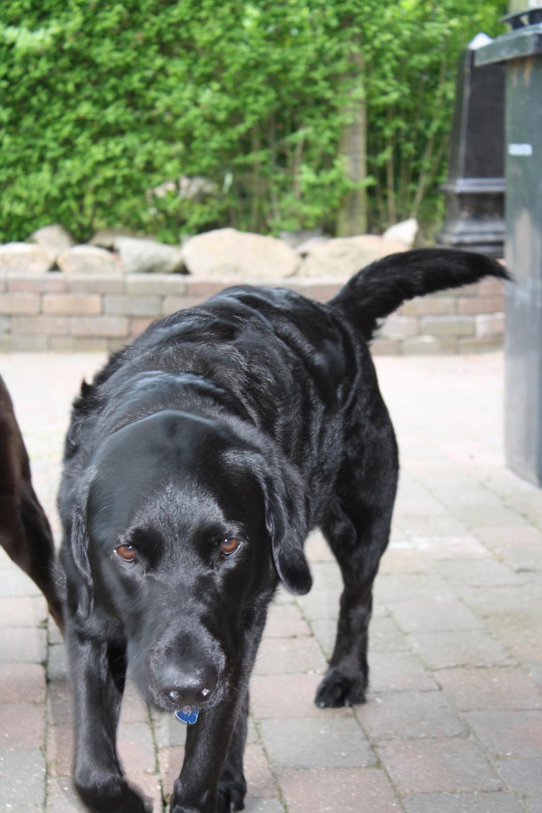 Blanding af racer >Vaks< min dreng<3 billede 16