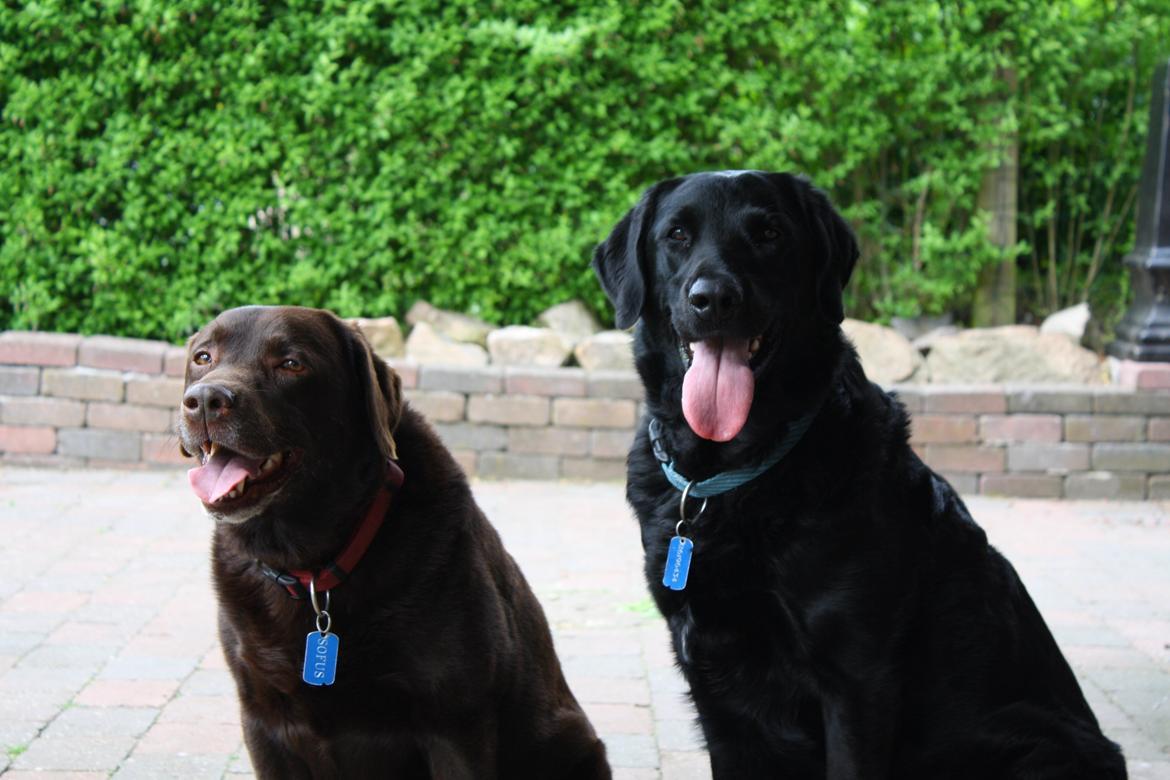 Labrador retriever sofus - R.I.P 15/10-16 billede 8