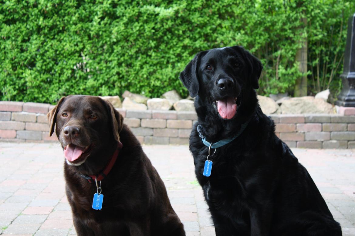 Labrador retriever sofus - R.I.P 15/10-16 billede 1
