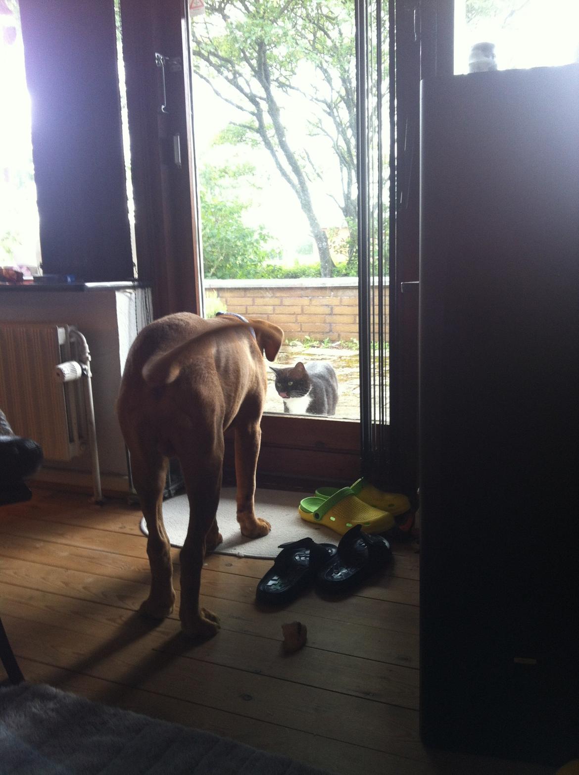 Dogue de bordeaux Pumba billede 1