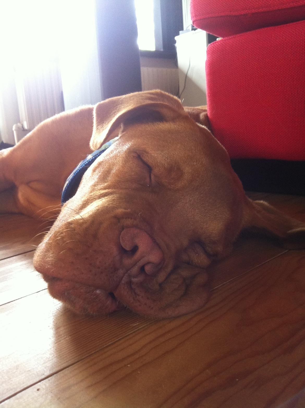 Dogue de bordeaux Pumba billede 2