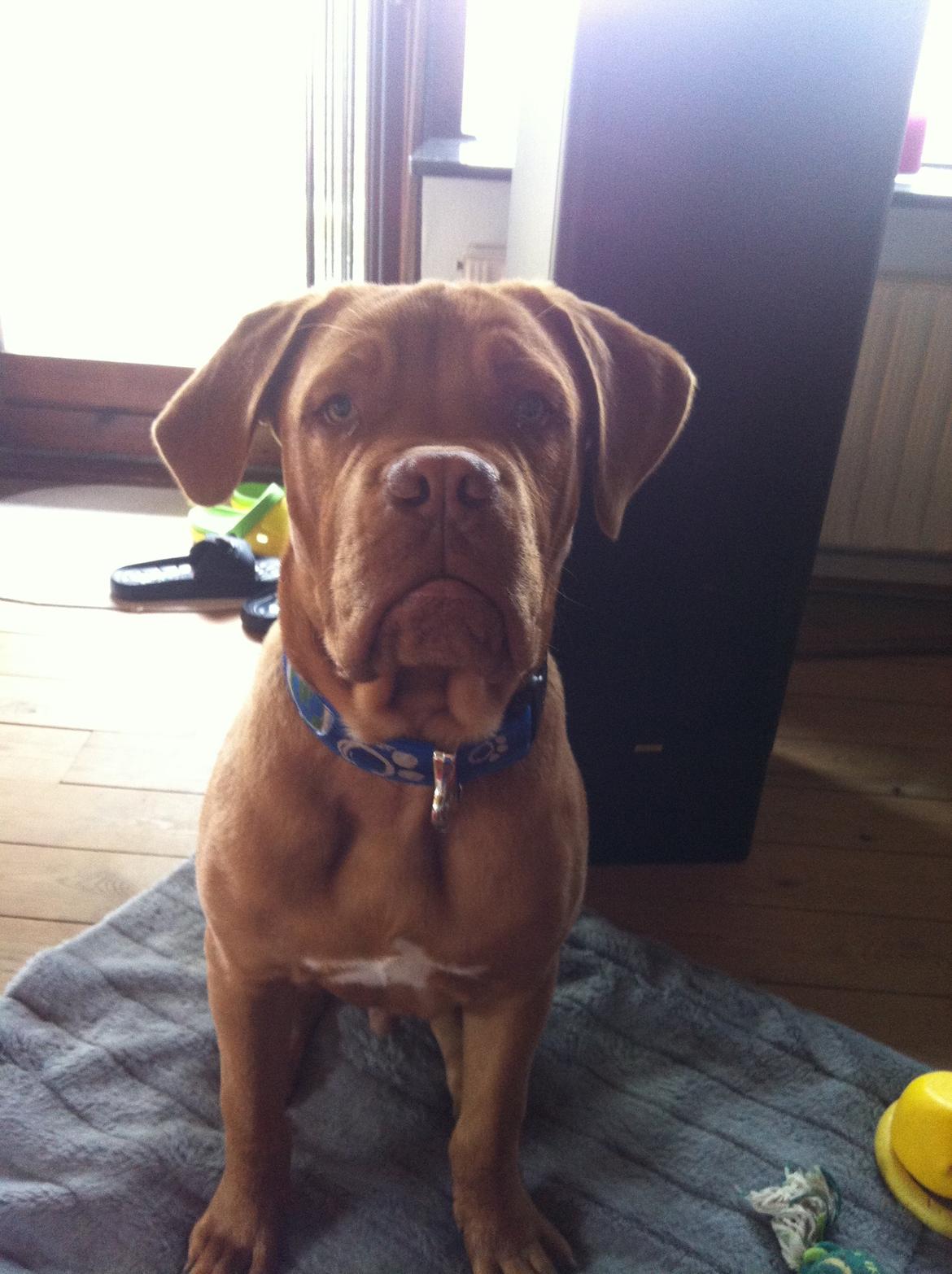 Dogue de bordeaux Pumba billede 3