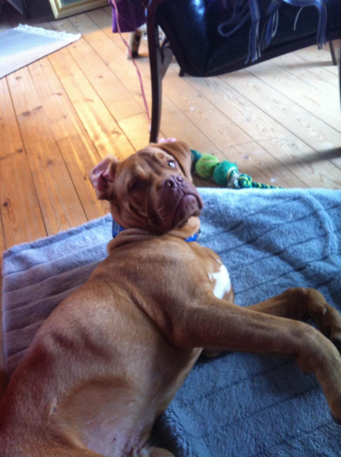 Dogue de bordeaux Pumba billede 4