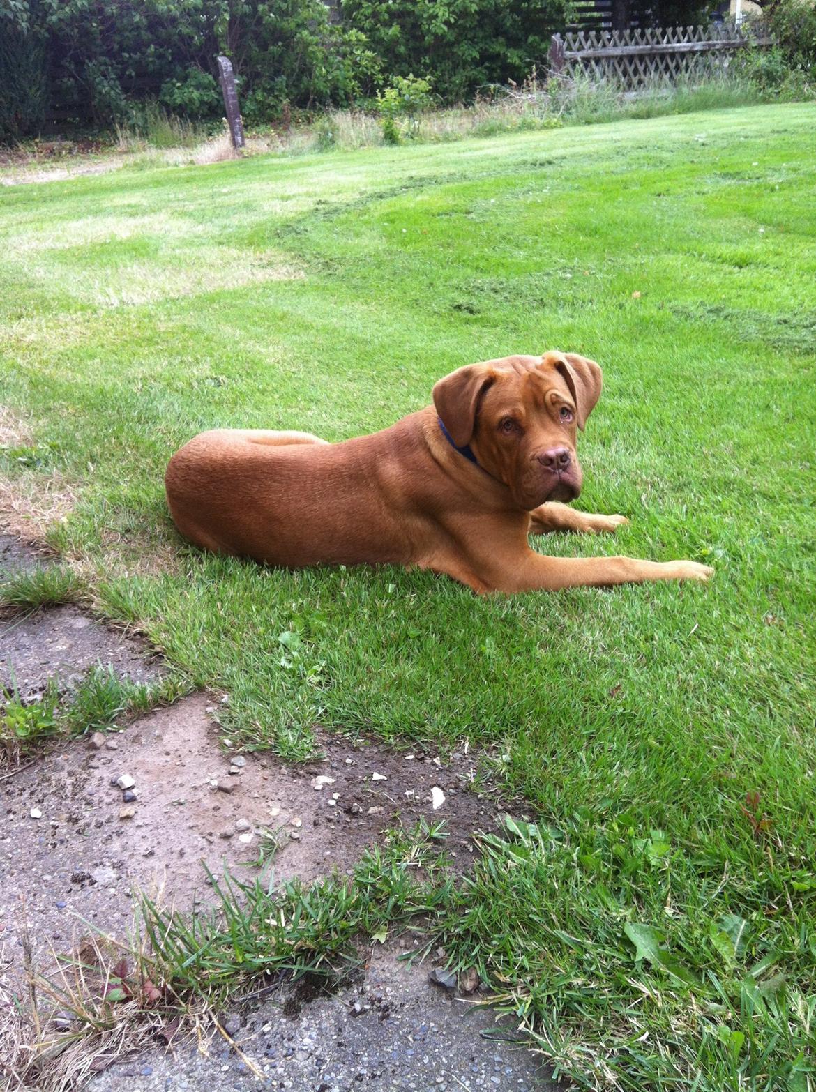 Dogue de bordeaux Pumba billede 5