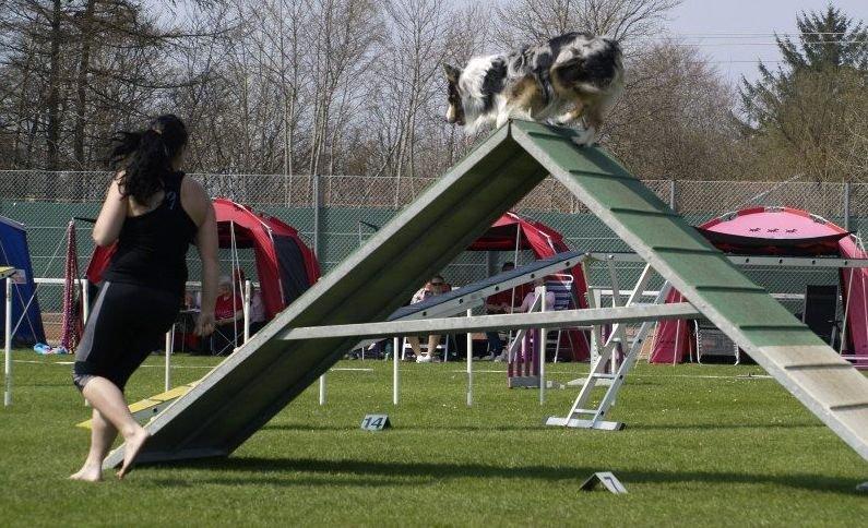 Australian shepherd Morgan <3 Sov sødt - Morgan på A brættet billede 13