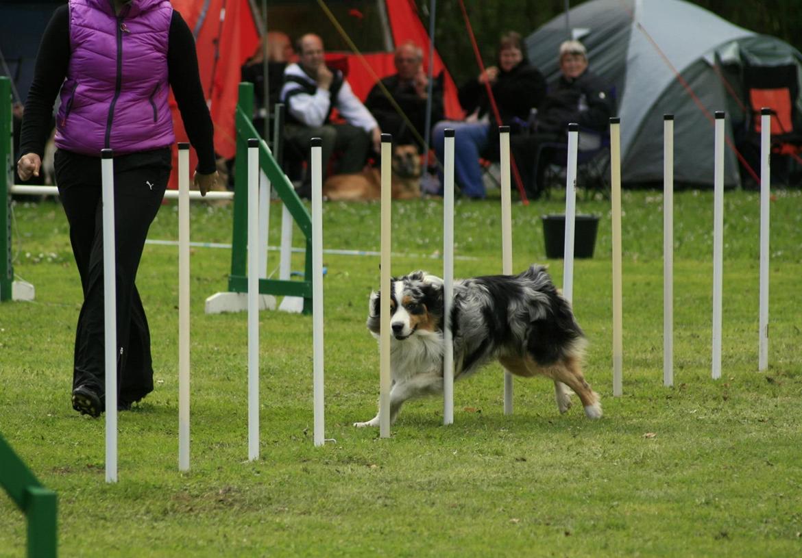 Australian shepherd Morgan <3 Sov sødt - Morgan & Slalom billede 15