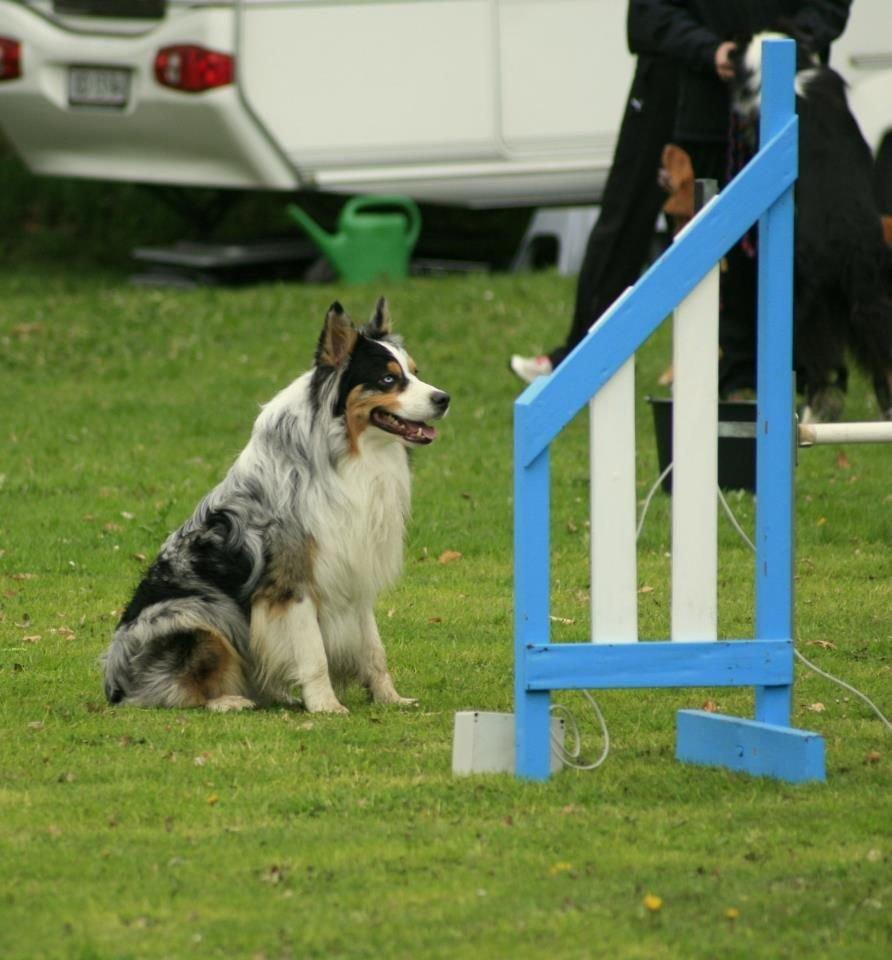 Australian shepherd Morgan <3 Sov sødt - Klar til start billede 16