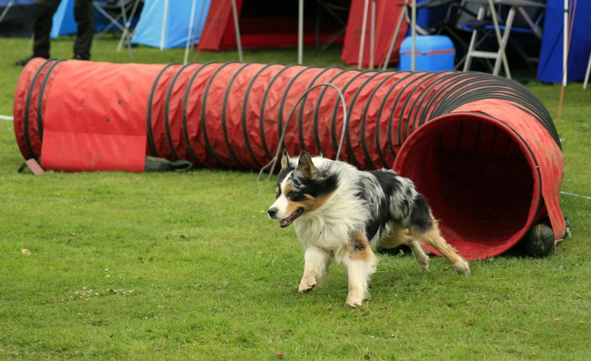 Australian shepherd Morgan <3 Sov sødt - I fuld fart ud af tunnelen billede 17