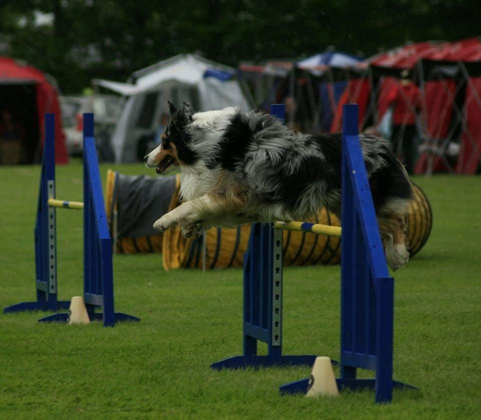 Australian shepherd Morgan <3 Sov sødt billede 18