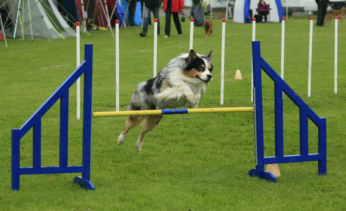 Australian shepherd Morgan <3 Sov sødt - Han har en god spring-teknik billede 19