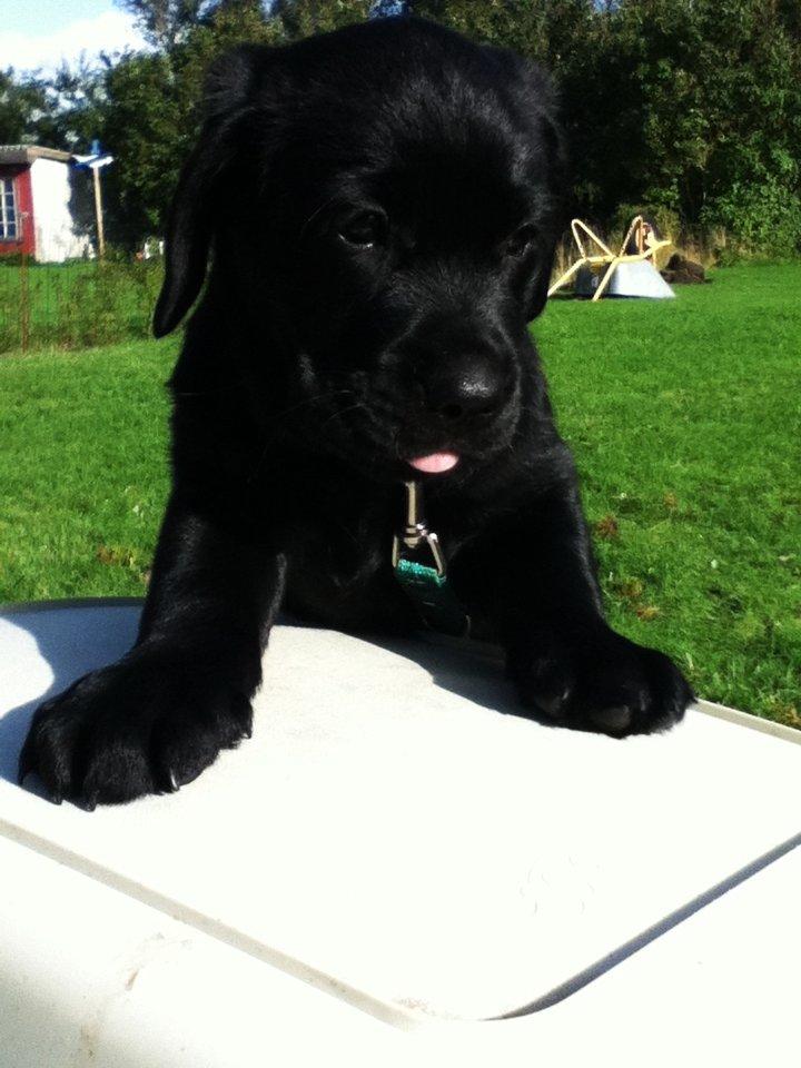 Labrador retriever Blackie - mums en lækker godbid :D  billede 1