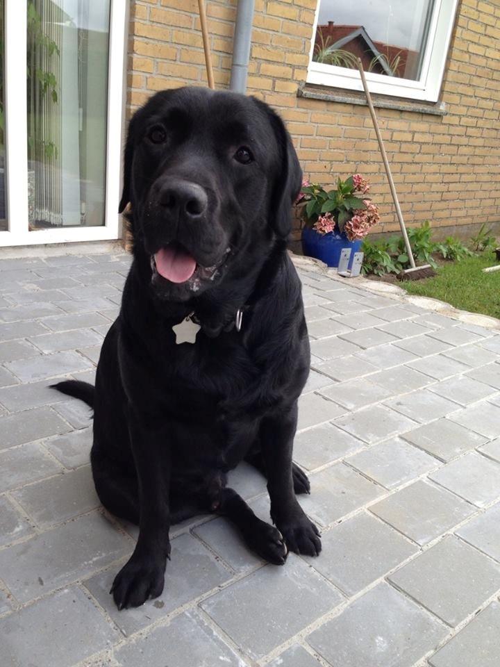 Labrador retriever Blackie - "se mig, se mig, tag et billede nu :D " billede 5