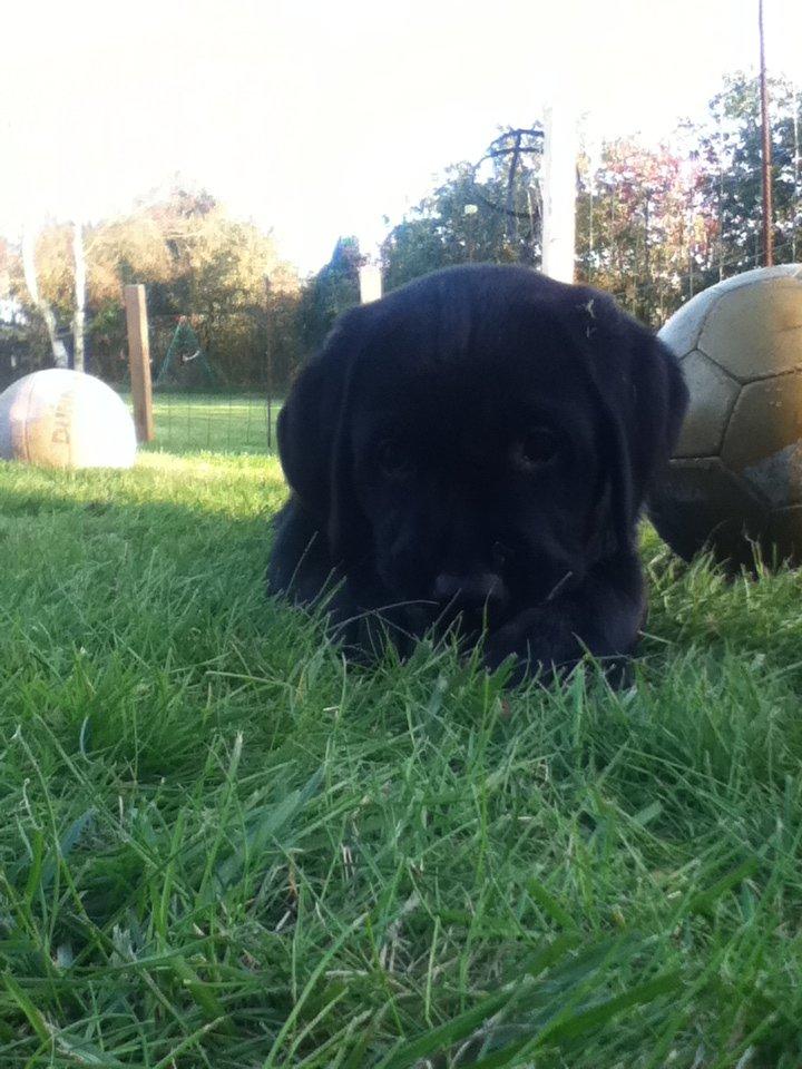 Labrador retriever Blackie - star lige en slapper :D  billede 4
