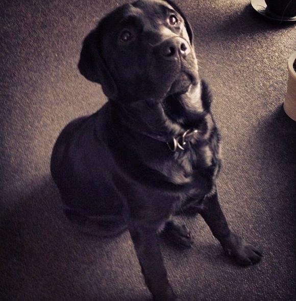 Labrador retriever Blackie - se lækre mig ! :P billede 6