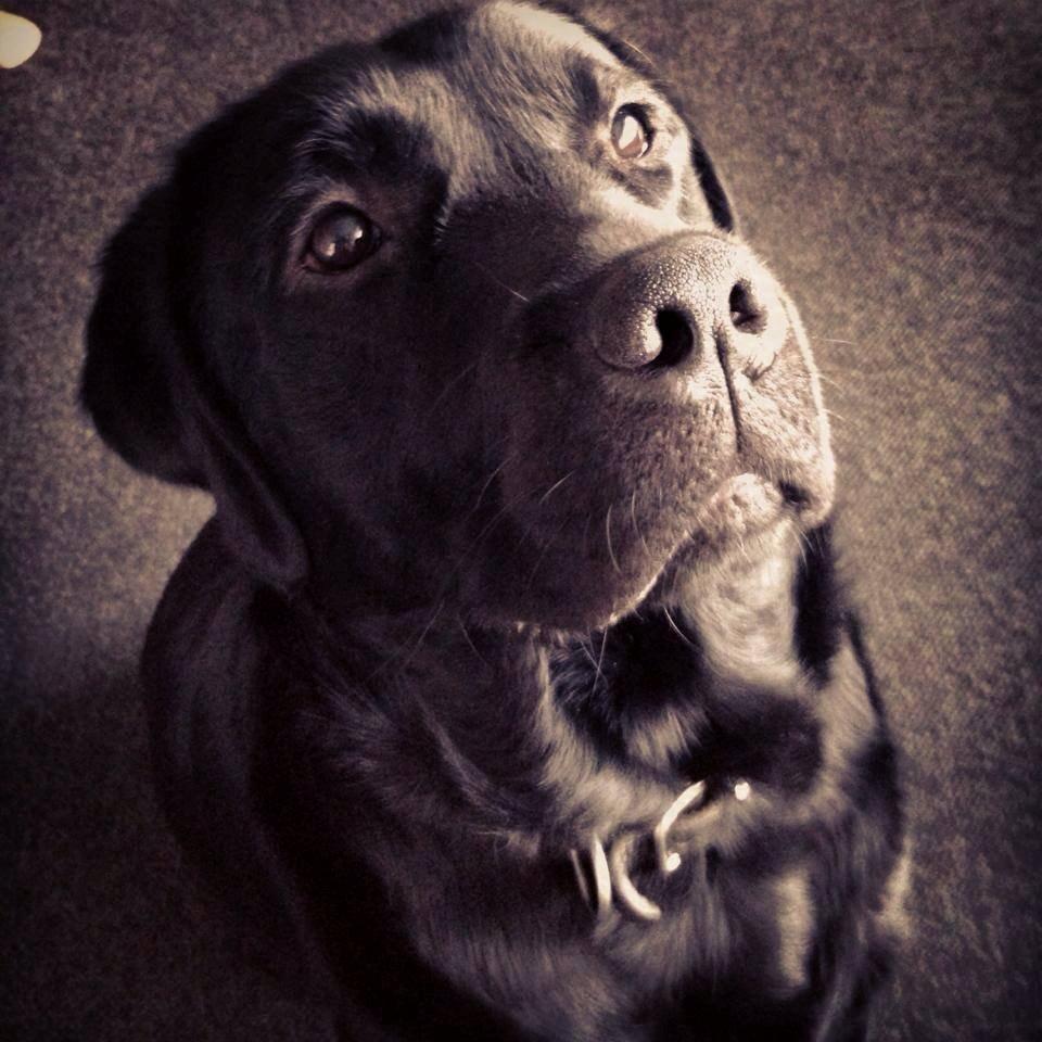 Labrador retriever Blackie - hvor er du høj !! :( billede 7