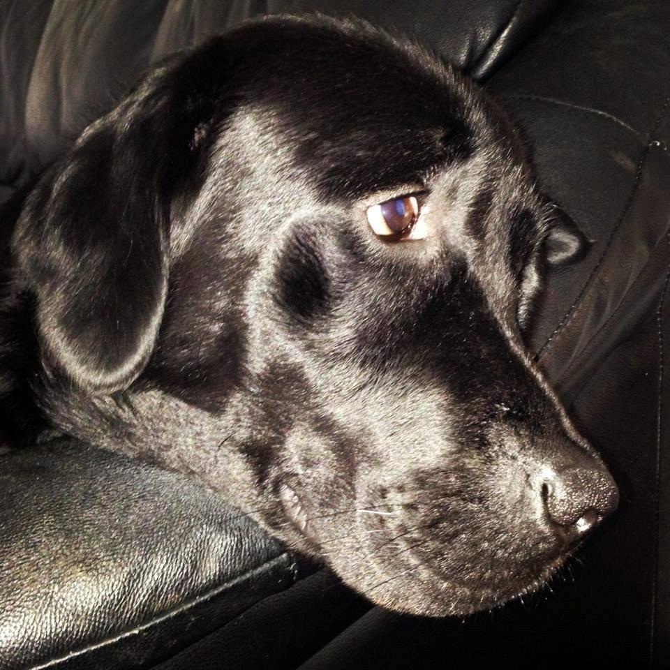 Labrador retriever Blackie - hvem der, hvem der :D billede 8