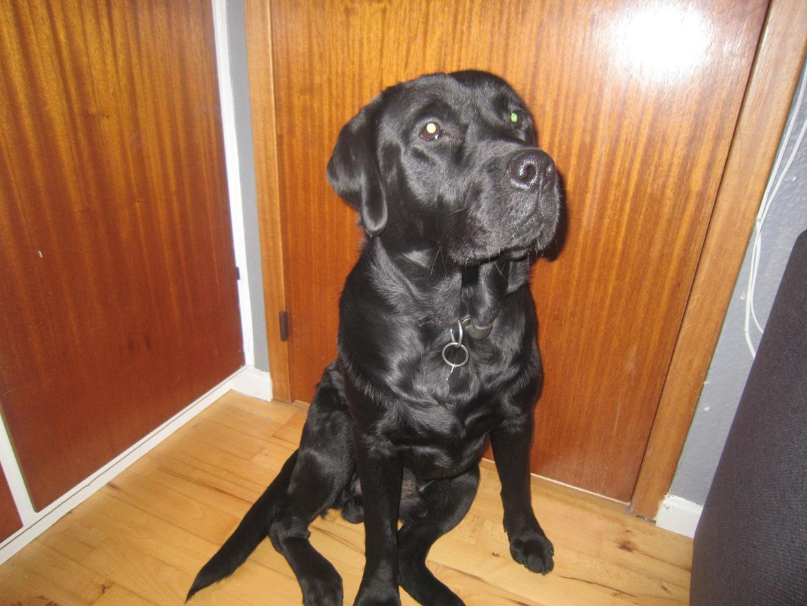 Labrador retriever Blackie - billeder, billeder, billeder !!
elsker mig selv XD billede 9
