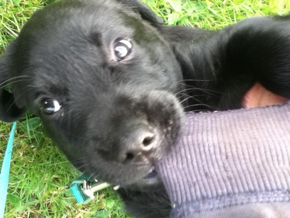 Labrador retriever Blackie - du driller mig!! billede 2