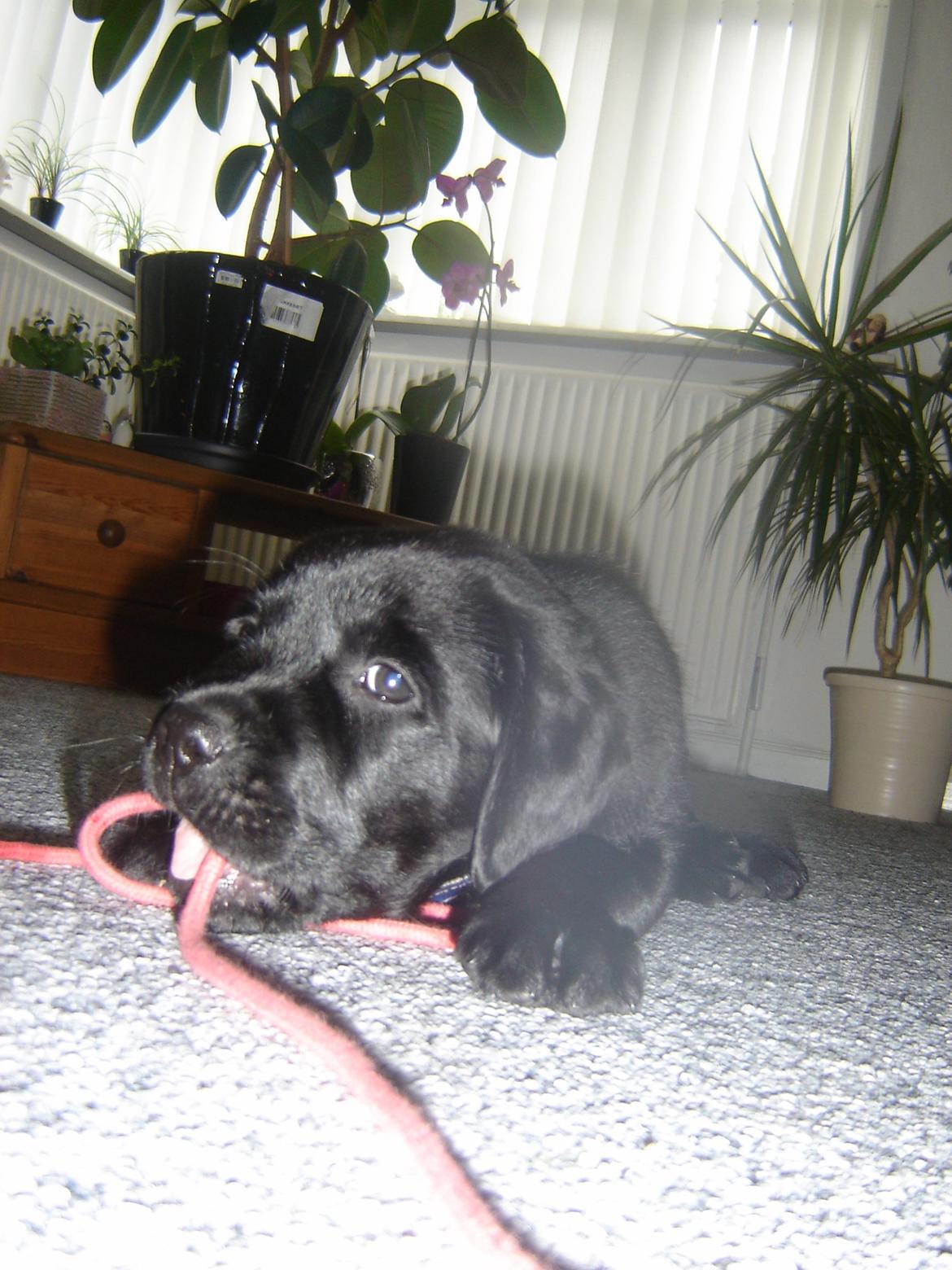 Labrador retriever Blackie - stjal lige fra min dejlige ejer :D nam nam det godt!
 billede 3