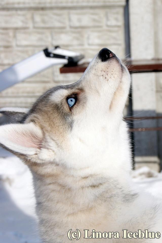 Siberian husky Calypso Linora Iceblue billede 2