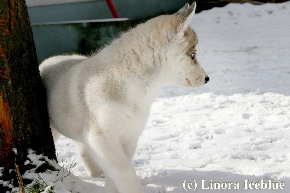 Siberian husky Calypso Linora Iceblue billede 4