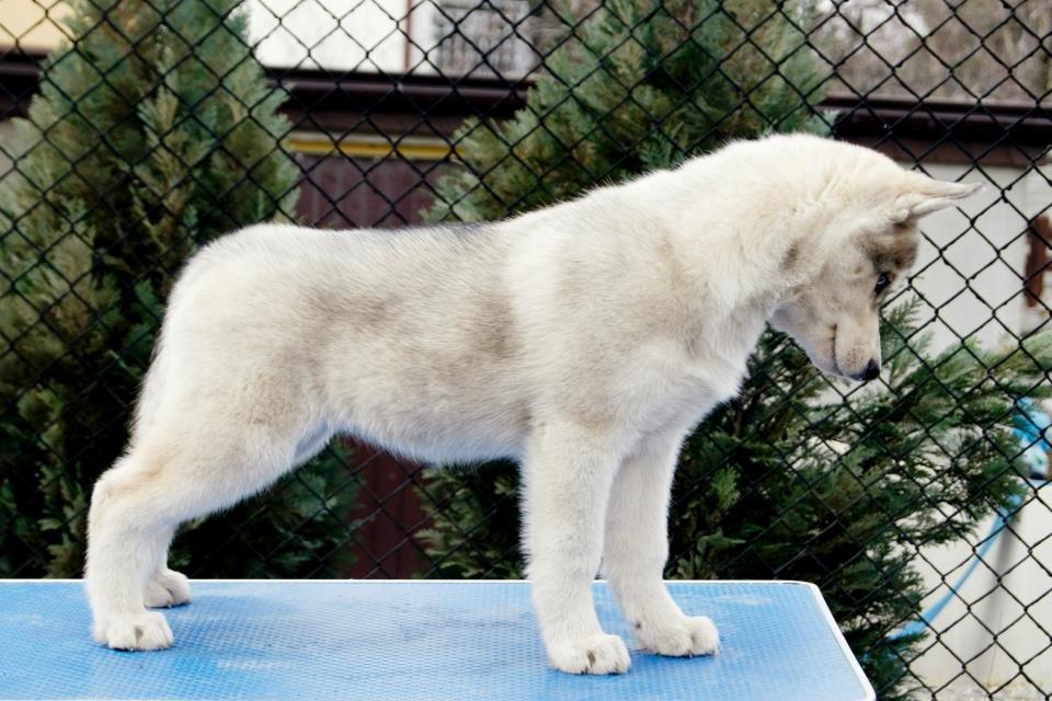 Siberian husky Calypso Linora Iceblue billede 8