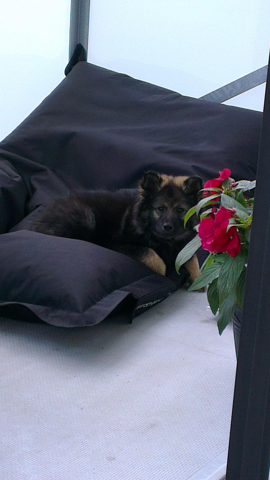 Finsk lapphund Outlaw Roxy billede 9