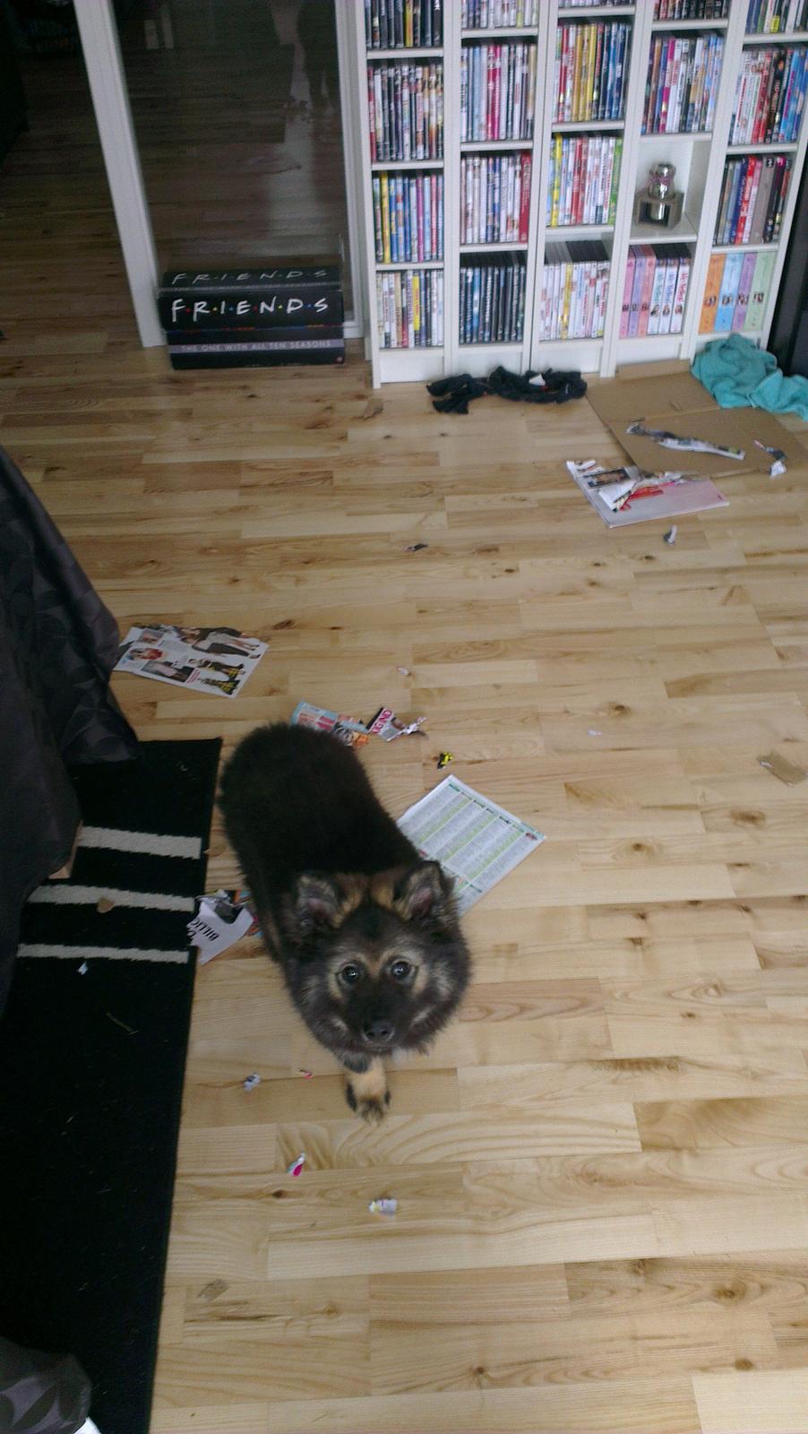 Finsk lapphund Outlaw Roxy billede 10