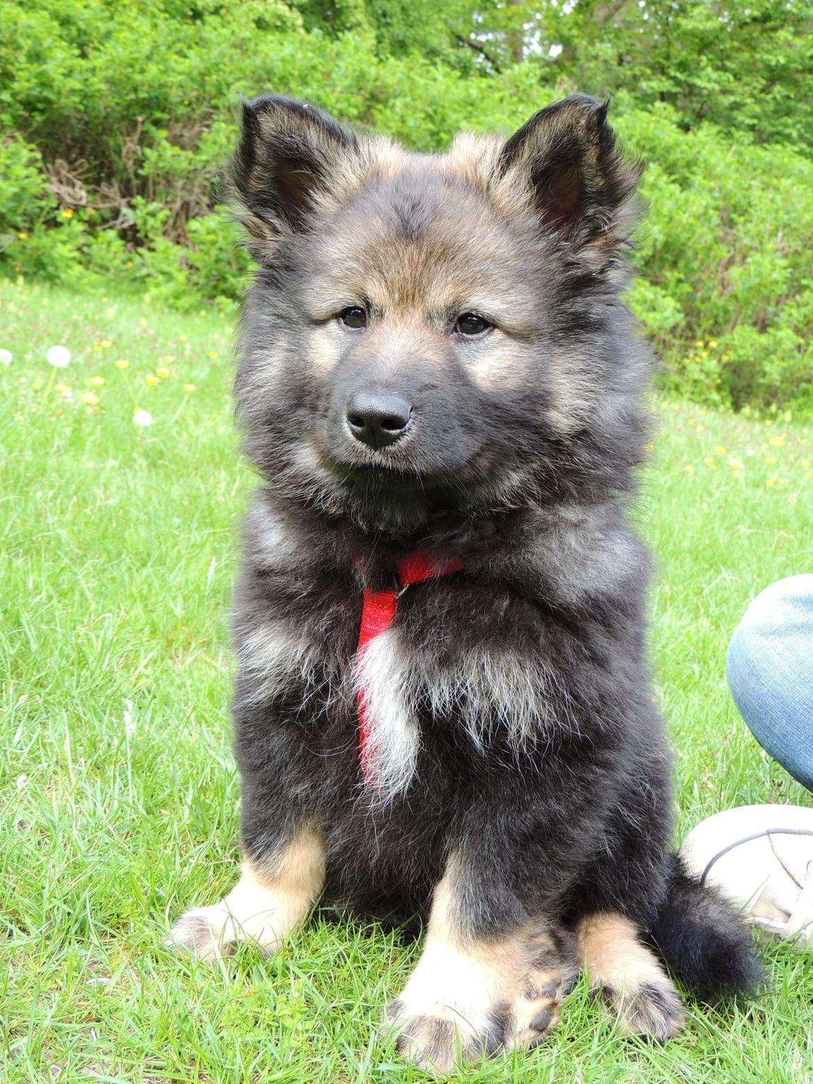 Finsk lapphund Outlaw Roxy billede 11