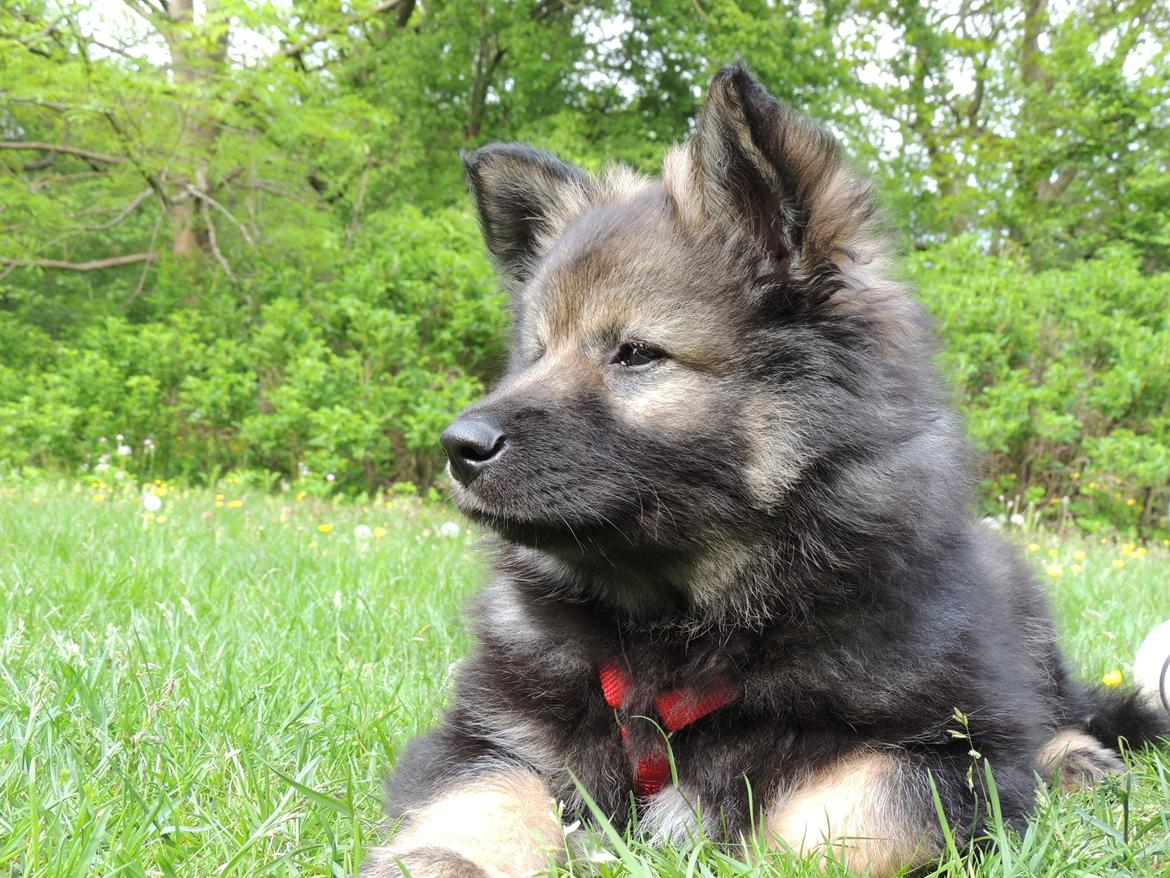 Finsk lapphund Outlaw Roxy billede 1