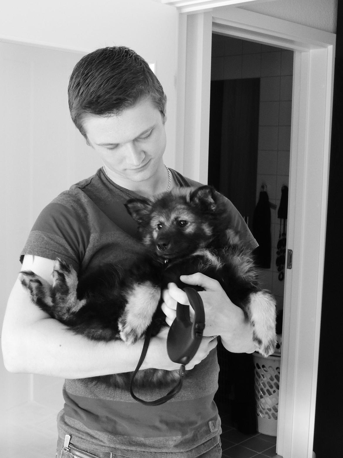 Finsk lapphund Outlaw Roxy billede 12