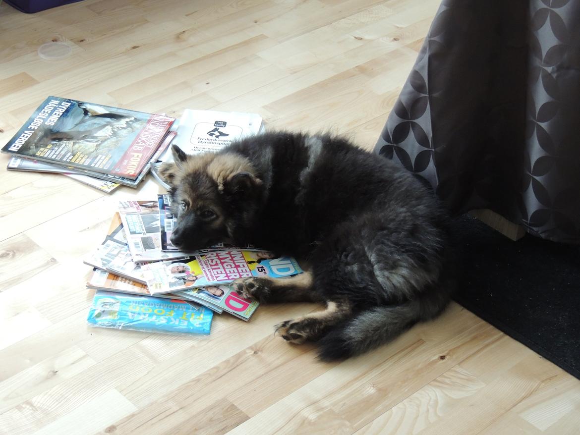 Finsk lapphund Outlaw Roxy billede 13