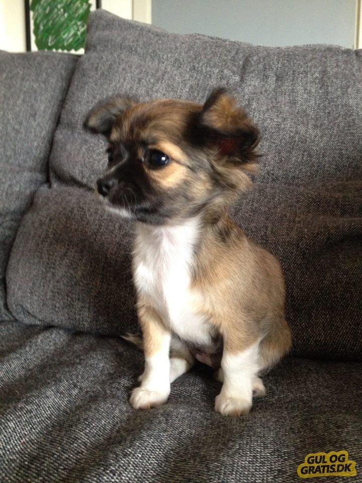 Chihuahua Frida billede 1