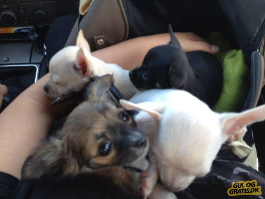 Chihuahua Frida billede 2