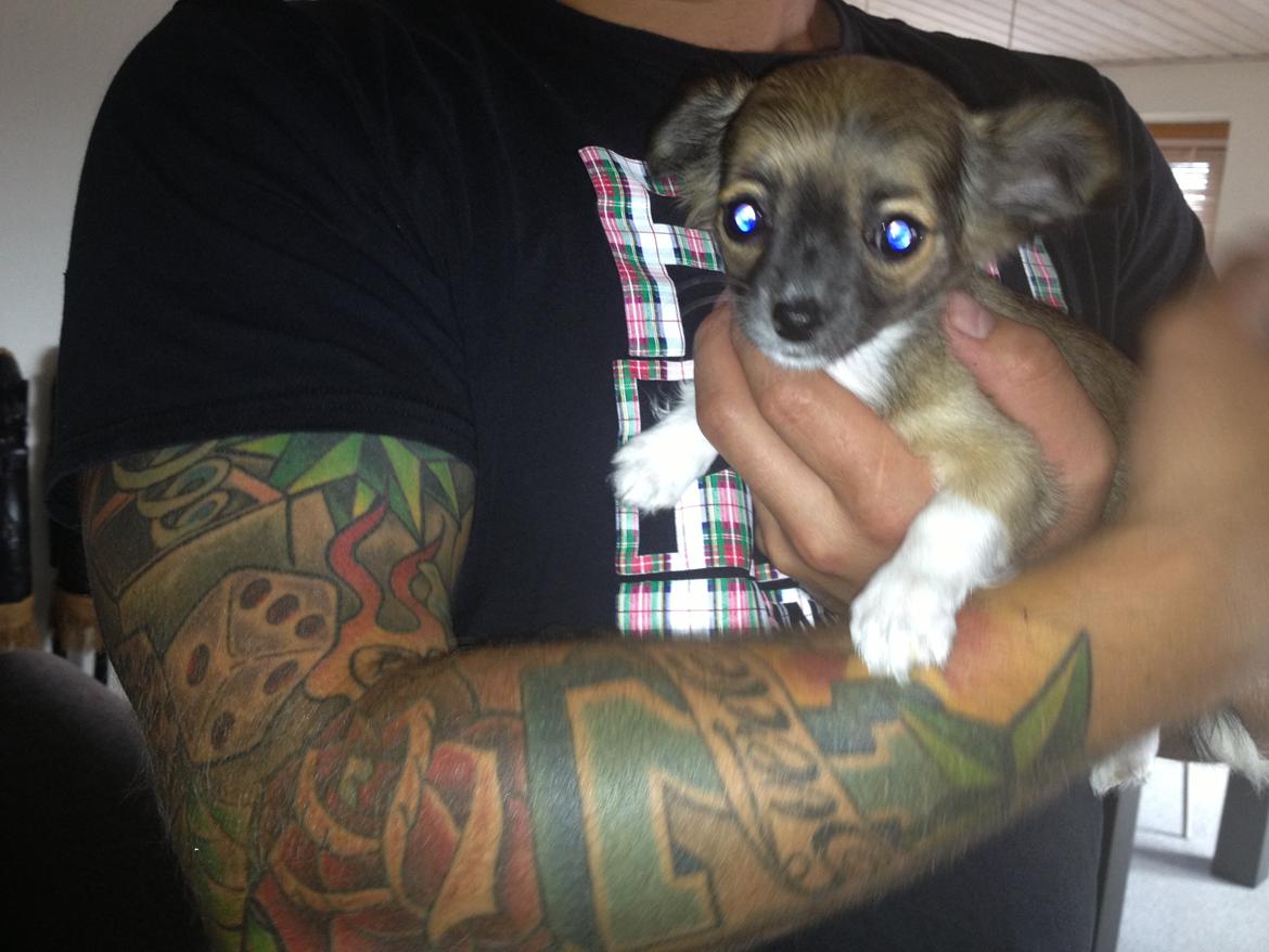 Chihuahua Frida billede 3