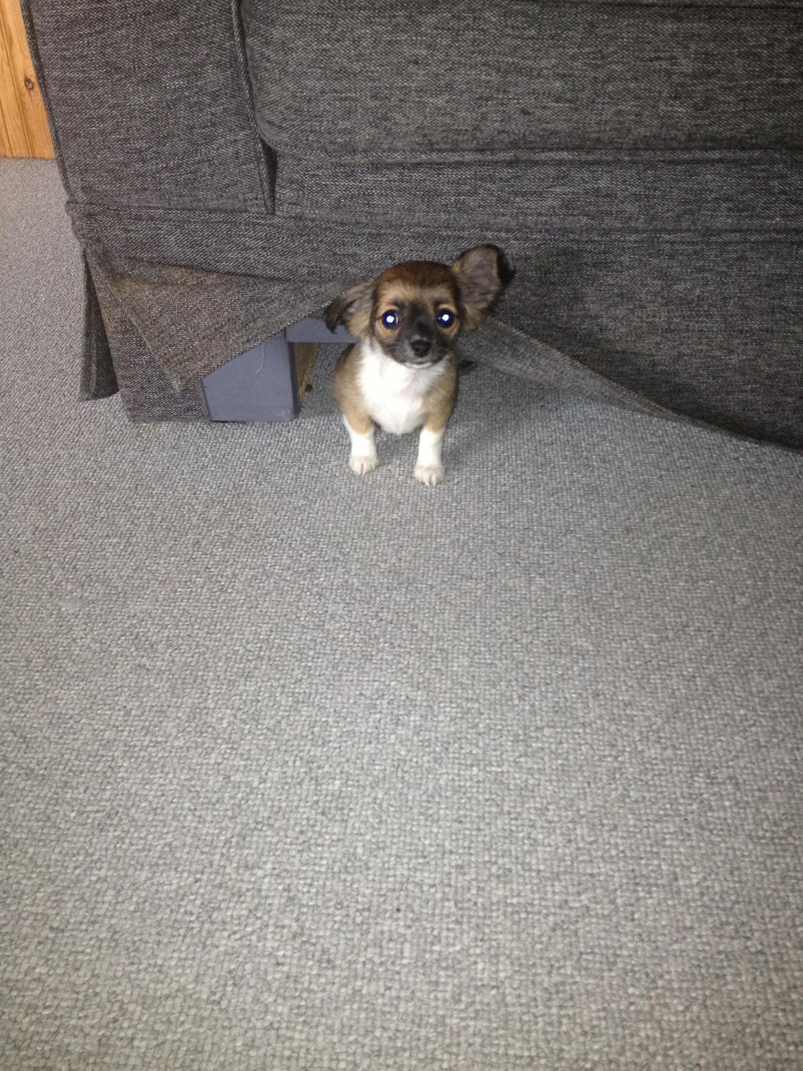 Chihuahua Frida billede 4