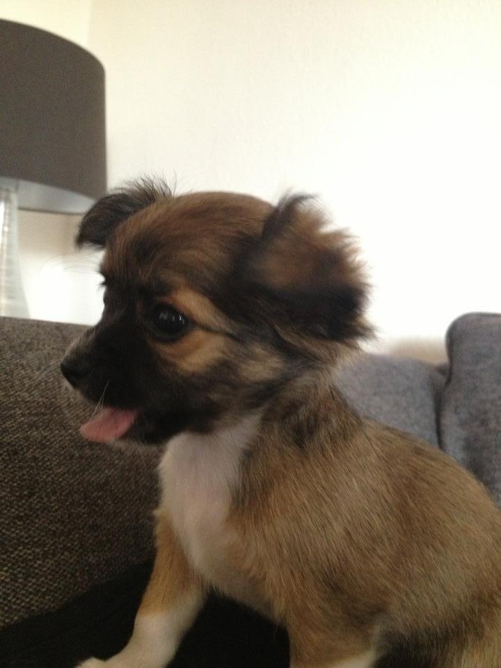 Chihuahua Frida billede 5