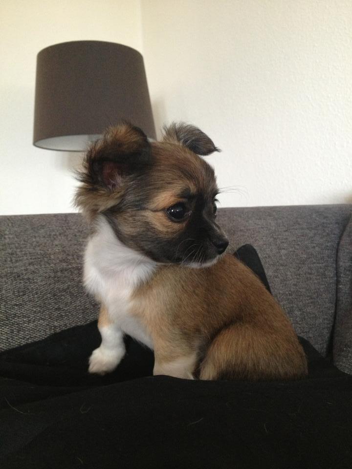 Chihuahua Frida billede 6