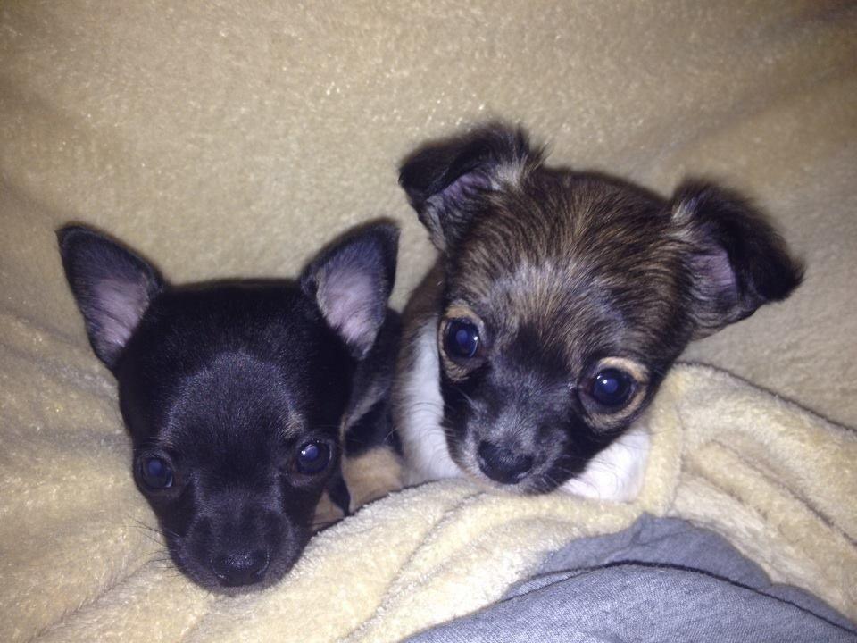 Chihuahua Frida billede 7