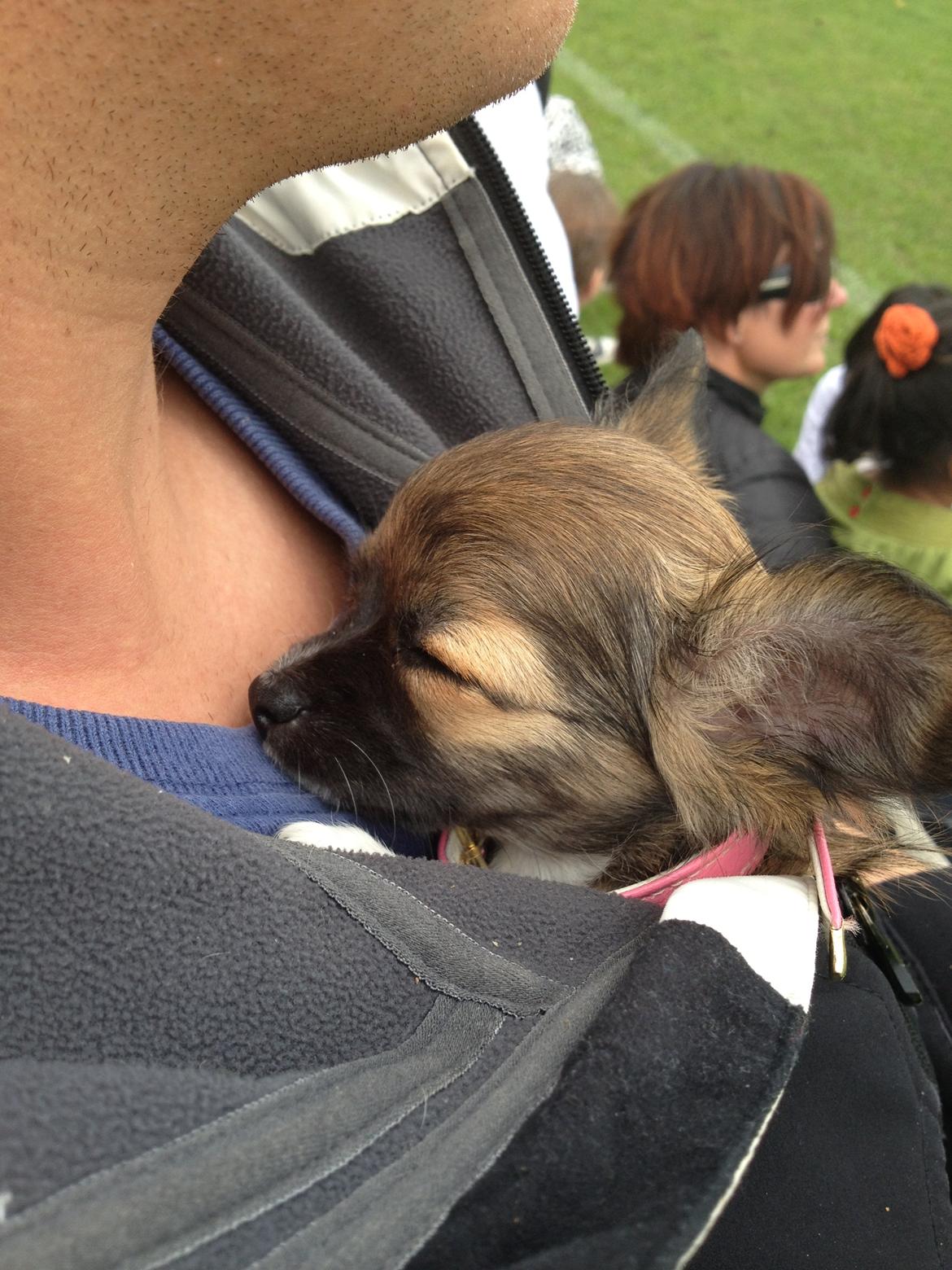 Chihuahua Frida billede 8