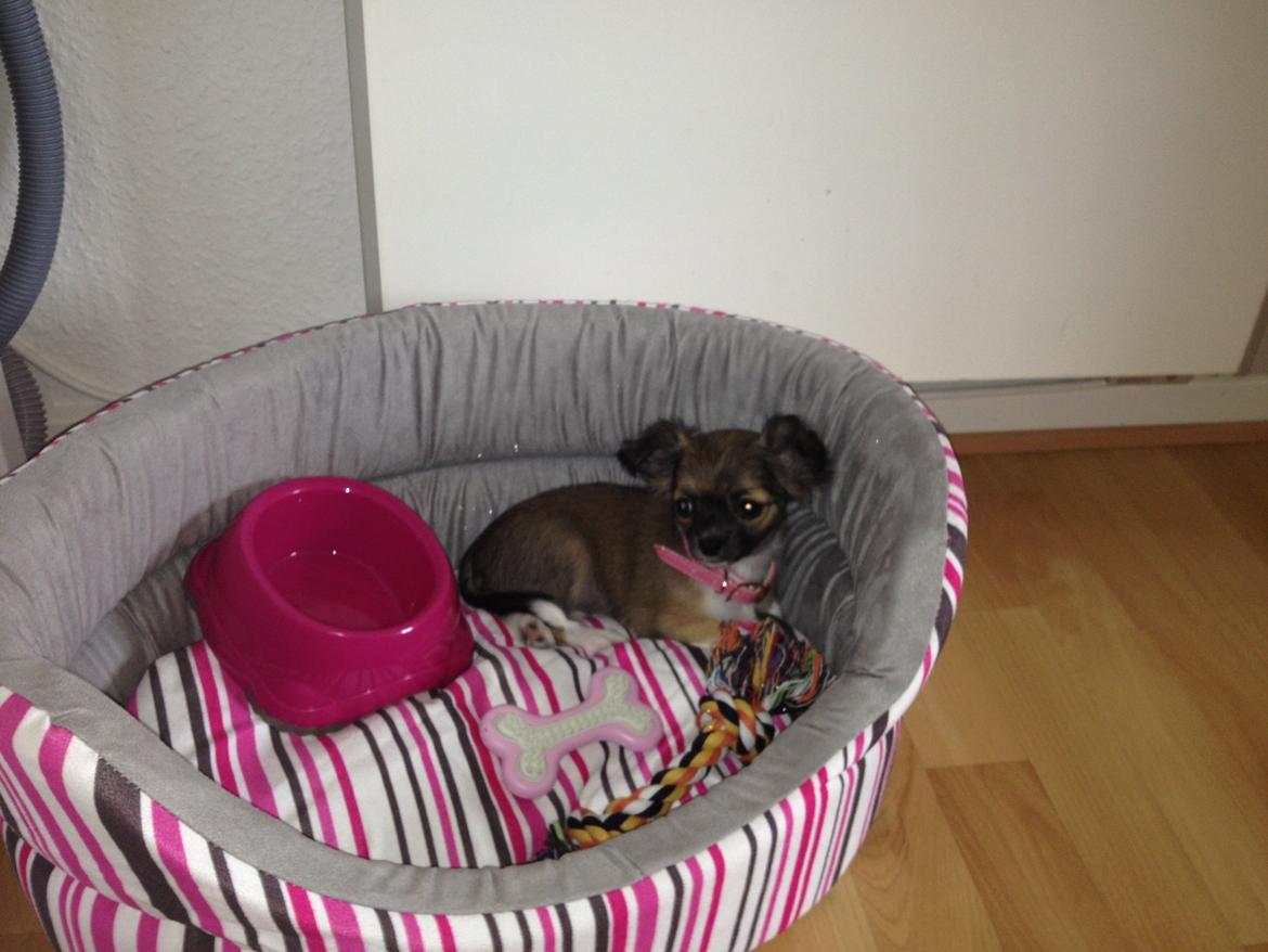 Chihuahua Frida billede 9