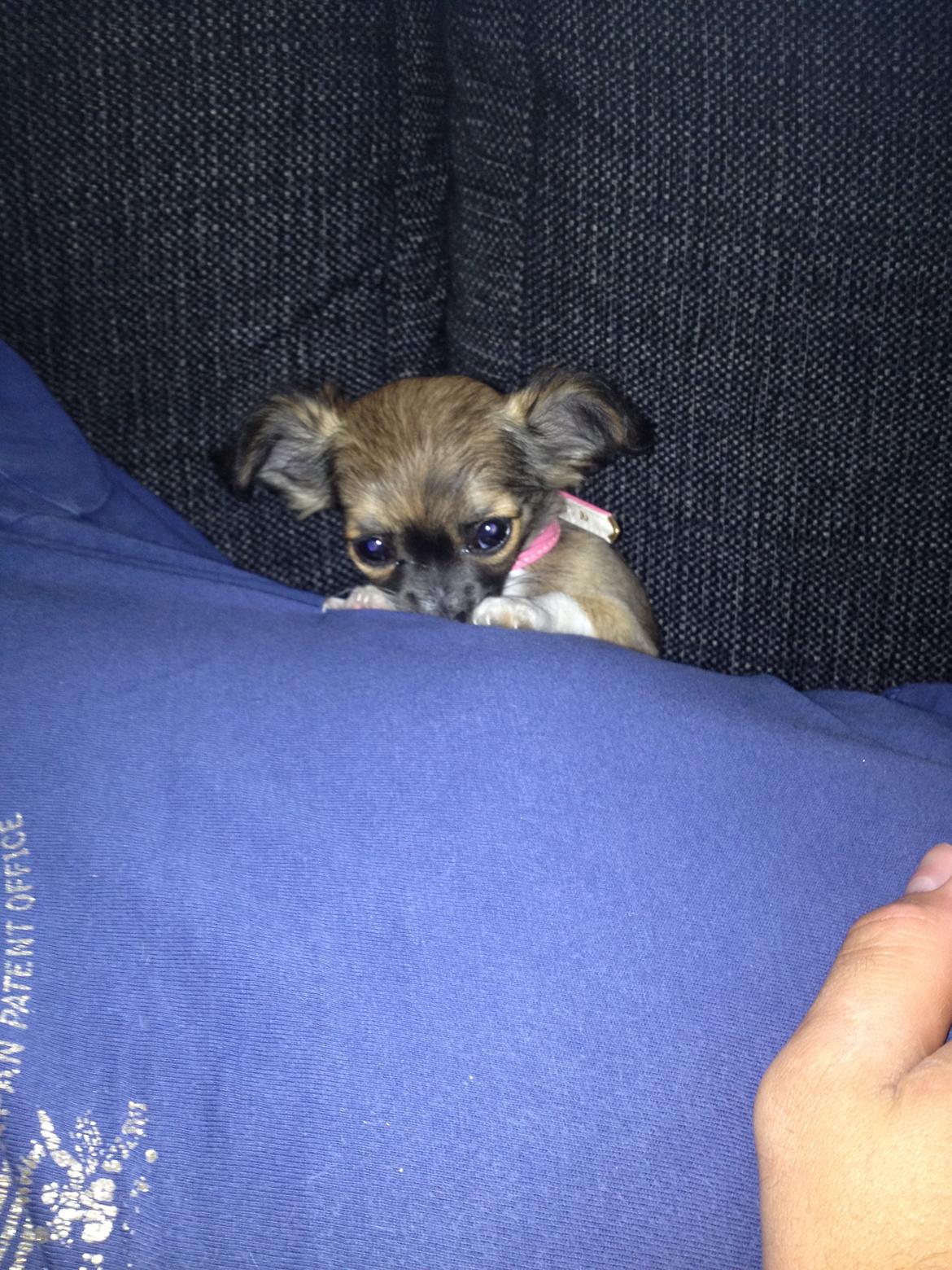 Chihuahua Frida billede 10