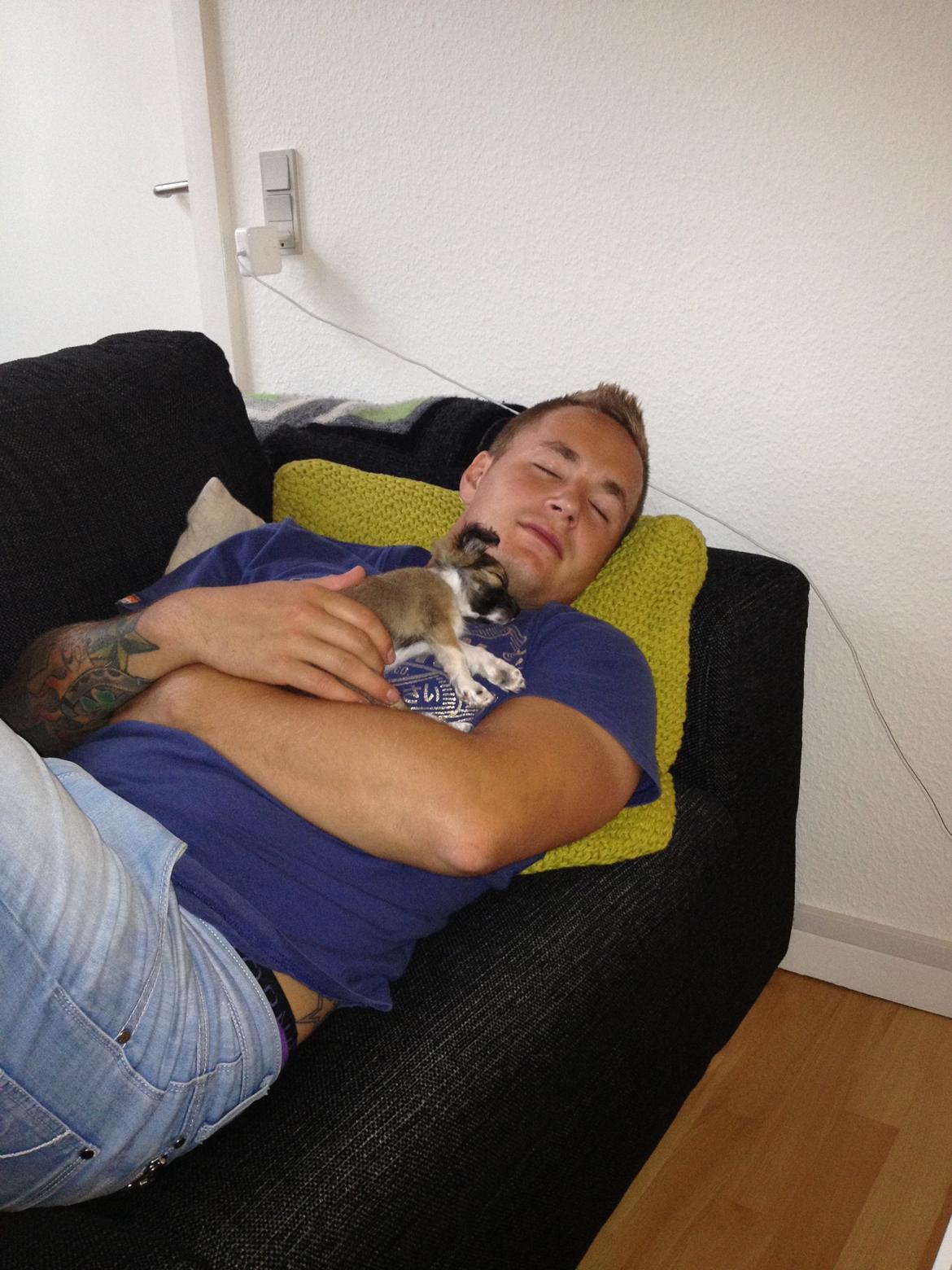 Chihuahua Frida billede 11