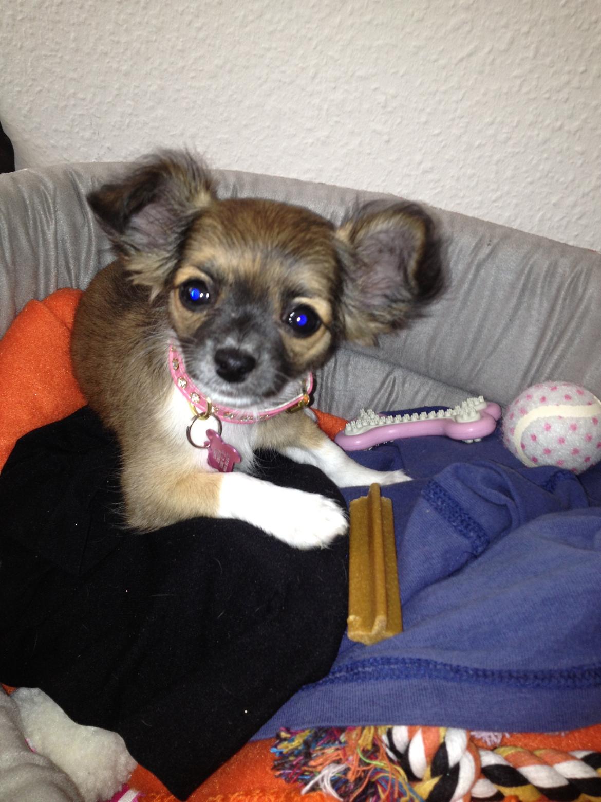 Chihuahua Frida billede 12