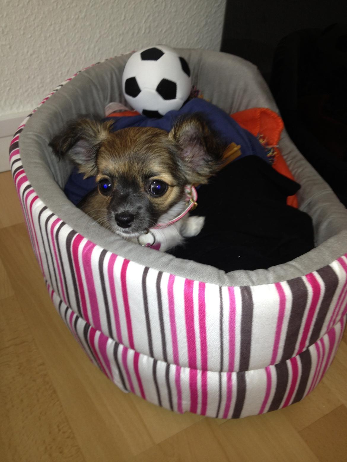 Chihuahua Frida billede 13