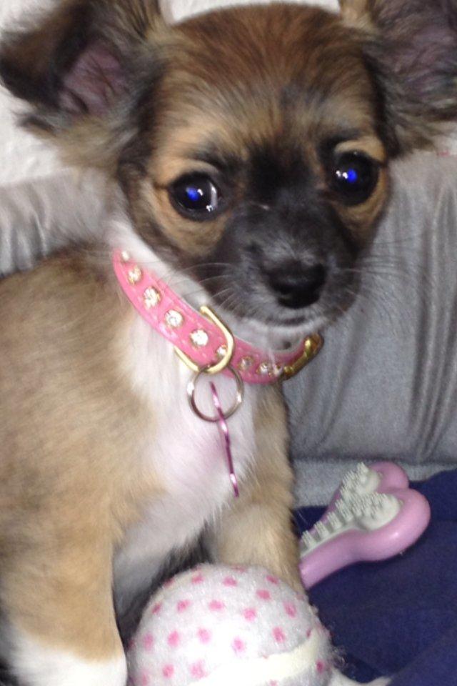 Chihuahua Frida billede 14
